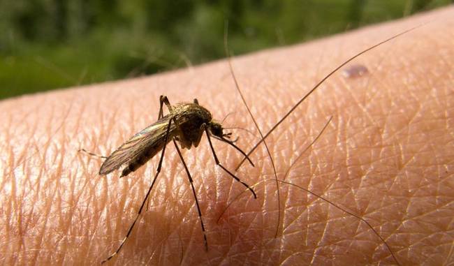 46 malaria cases in Delhi, 50 percent more than dengue infection count