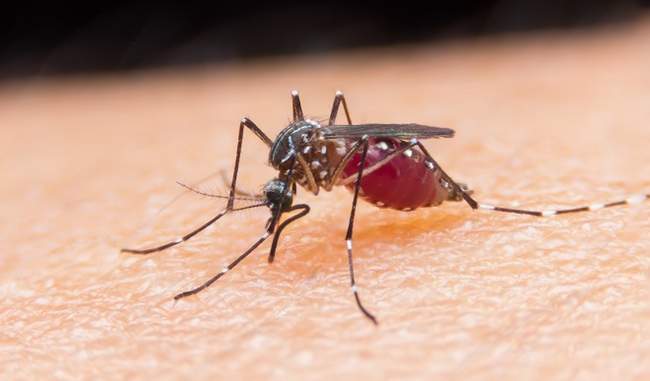 88 malaria, nearly 50 dengue cases reported in Delhi this season
