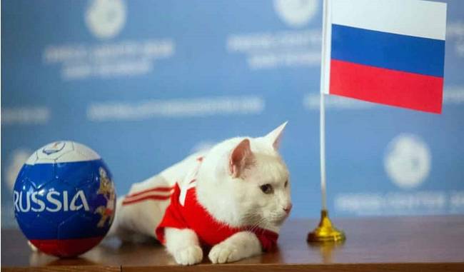 Psychic Cat Who Predicted Six World Cup Winners Has Died