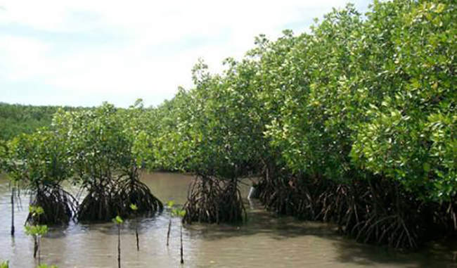 antibiotic-resistant-jeans-found-in-mangrove-microbial-community