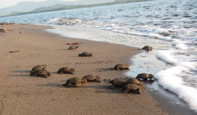 122-sea-turtles-found-dead-on-mexico-beach