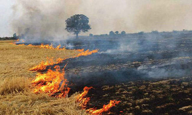 the-health-of-rural-children-is-being-affected-by-crop-residue-burning