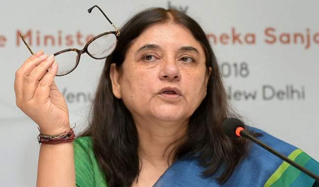 mps-did-not-visit-the-shelters-home-says-maneka-gandhi