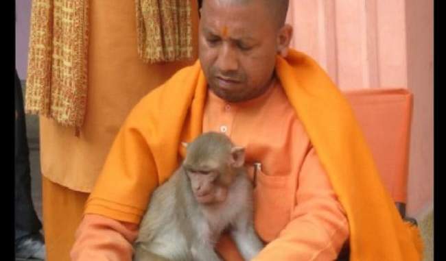 up-cm-yogi-adityanath-said-that-recite-hanuman-chalisa-to-escape-monkeys-terror