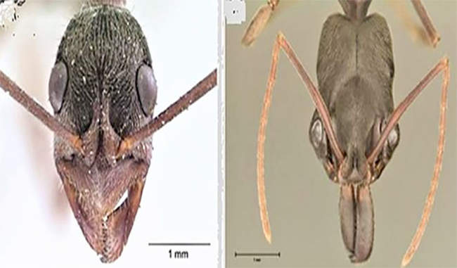 scientists-explore-the-structural-characteristics-of-the-joint-eye-of-the-ants scientists-explore-the-structural-characteristics-of-the-joint-eye-of-the-ants