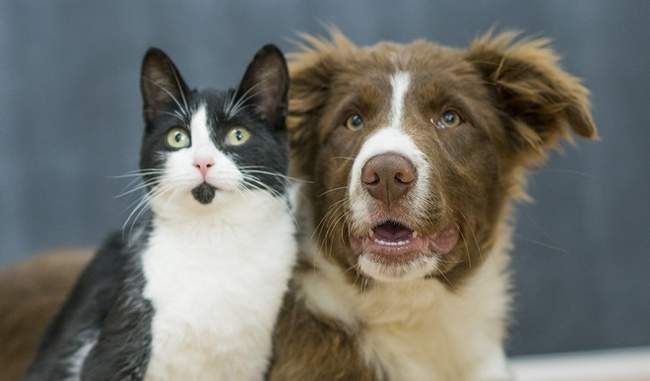 us-parliament-ban-imposed-on-dogs-and-cat