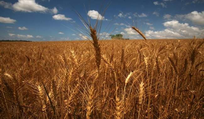 us-says-wheat-rice-procurement-policy-worsens-for-world-market