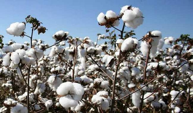can-t-introduce-bt-cotton-tech-in-india-due-to-royalty-issues