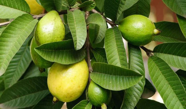 know-the-health-benefit-of-guava-leaves-in-hindi