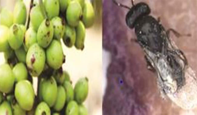 punching-insects-can-become-a-threat-to-berries