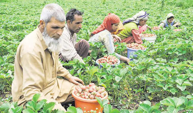 kashmiri-farmers-are-facing-problems-due-to-labor-migration
