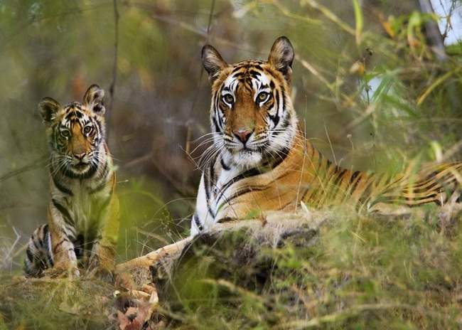 बांधवगढ़ में जंगल सफारी के अलावा लें इन चीजों का आनंद