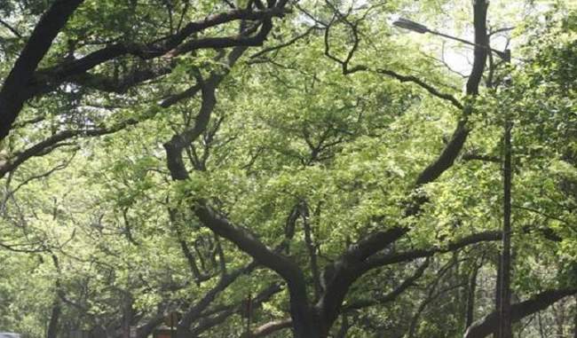 thousands-of-trees-will-be-cut-for-the-project-on-which-the-shivraj-government-had-stopped