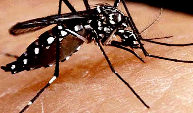 more-than-1700-dengue-cases-registered-in-delhi
