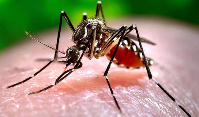 कुछ आसान उपाय करके हम रह सकते हैं डेंगू से सुरक्षित