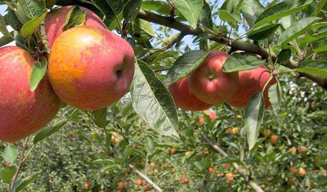 kashmiri-farmers-struggle-to-sell-bumper-fruit-harvest