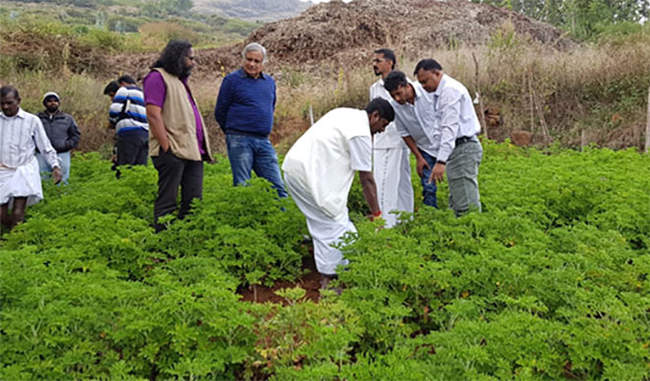 new-technology-reduces-the-cost-of-geranium-cultivation