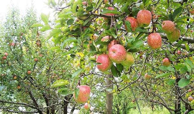 farmers-choice-is-change-in-himalayas-apple-belt
