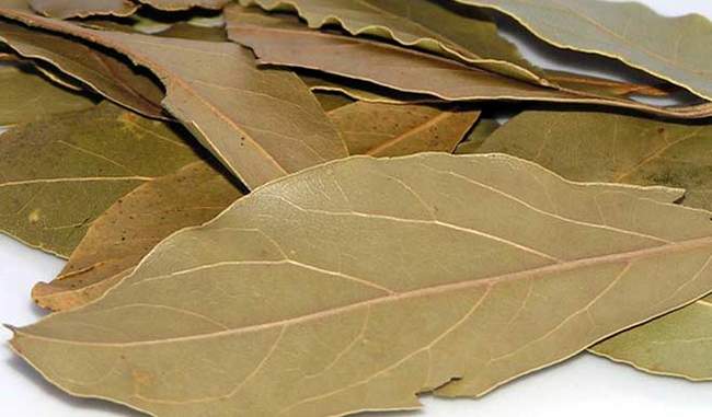 health-benefits-of-bay-leaf-in-hindi