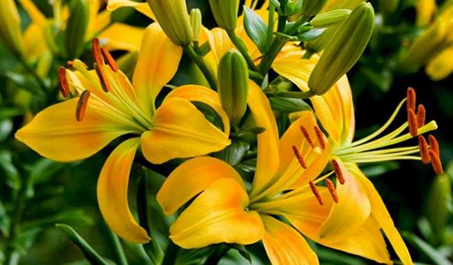 farming-of-lilium-flower-is-very-beneficial