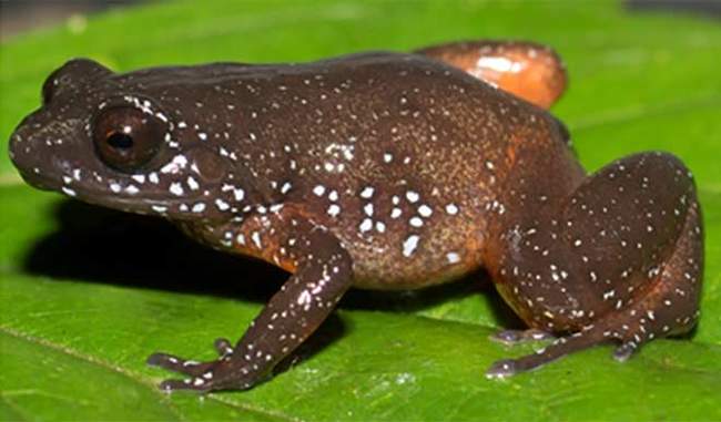 seven-million-years-ago-this-species-of-frog-was-separated-from-the-ancestors