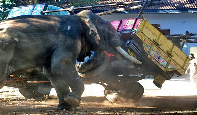 wayanad-no-rahul-gandhi-elephants-terror-is-a-big-issue-for-local-aborigines