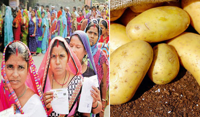 potato-issues-in-up-second-phase-election