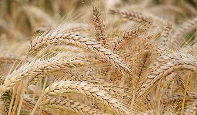 indian-scientists-discovered-the-disease-resistant-genes-in-wheat