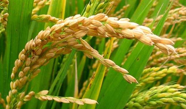 scientists-develop-salt-tolerant-rice-variety
