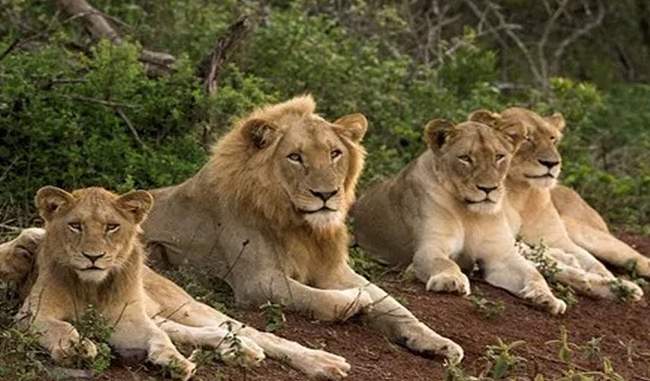 gujarat-eight-lions-will-be-sent-to-gorakhpur-zoo