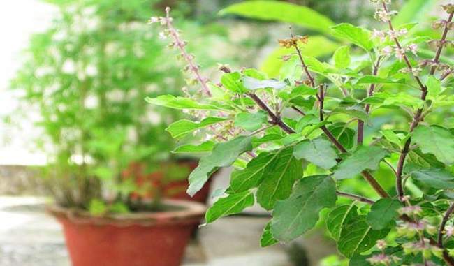 basil-leaves-can-be-harmful-for-health-in-hindi