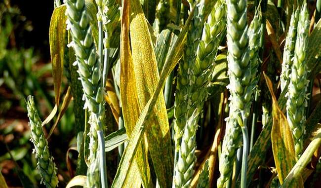 rising-risk-for-wheat-new-root-infection