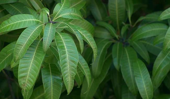 know-the-benefits-of-mango-leaves-in-hindi