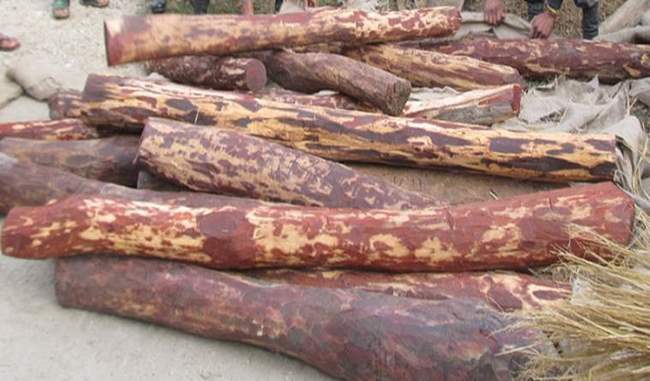 red-sandalwood-smuggler-arrested-seized-rs-2-crore-worth-of-wood