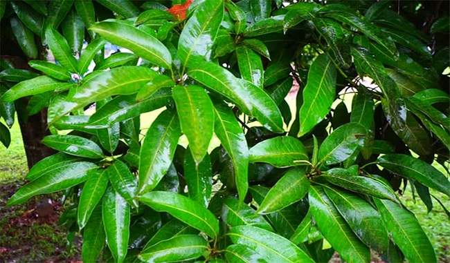 anti-corrosive-elements-found-in-mango-leaves