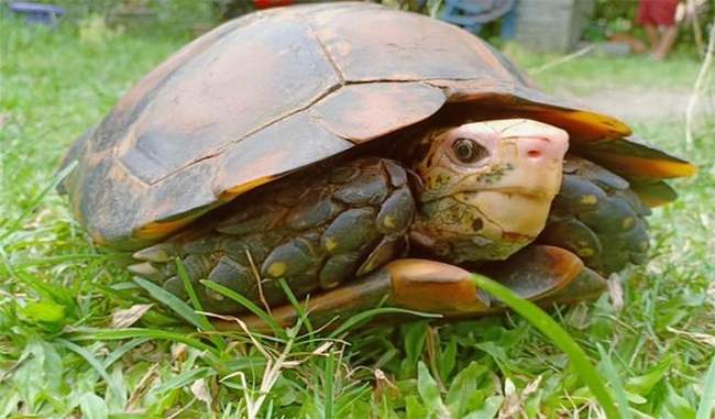 rare-species-of-tortoises-found-in-arunachal
