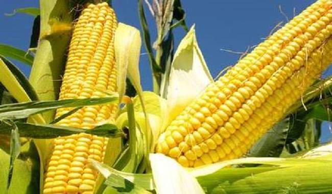 import-of-four-lakh-tons-of-maize-at-discounted-duty-rate