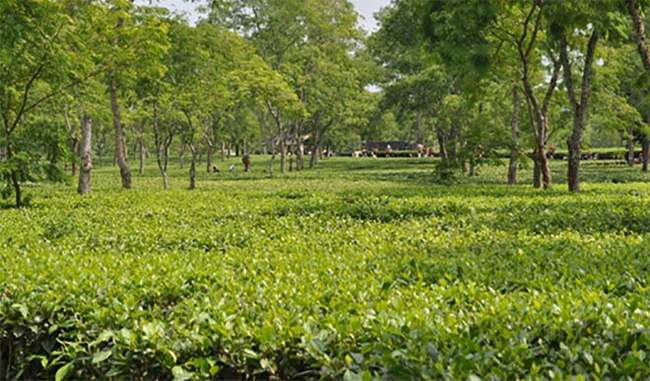 chemical-free-tea-production-can-be-helpful-in-microorganisms