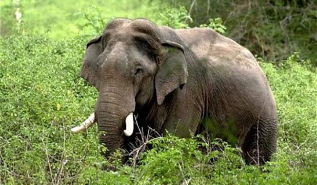 man-eating-elephant-in-north-east-states
