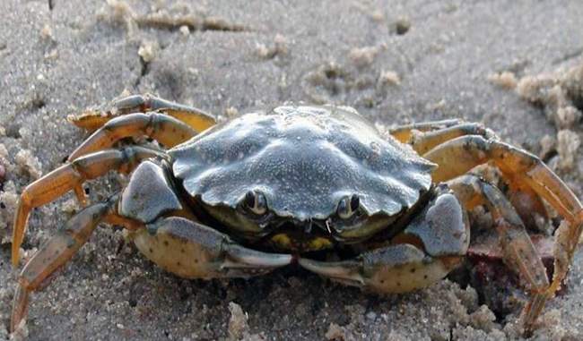 due-to-crabs-the-accident-caused-by-tire-damaged-minister-of-water-conservation