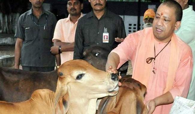 yogi-will-pay-rs-900-for-every-month-to-take-care-of-compt-cattle