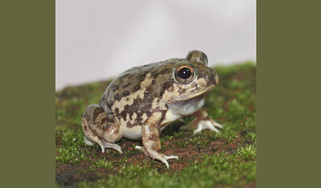a-bill-digging-frog-species-found-in-jharkhand