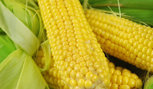 know-the-health-benefits-of-corn-in-hindi