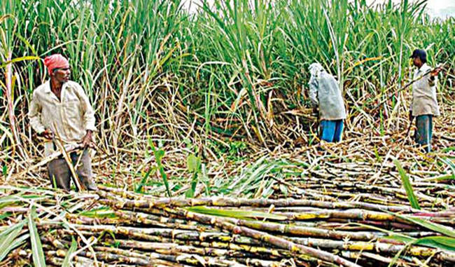 cane-farmers-dues-is-big-political-issue-in-western-uttar-pradesh