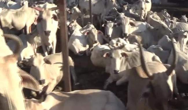 40-cows-died-in-rajgarh-madhya-pradesh
