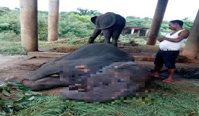 ओडिशा के नंदनकानन चिड़ियाघर में वायरस फैलने से चार हाथियों की मौत