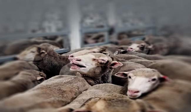 ऑस्ट्रेलिया ने फिर शुरू किया भेड़ निर्यात, 60,000 भेड़ों को भेजा जाएगा पश्चिमी एशिया