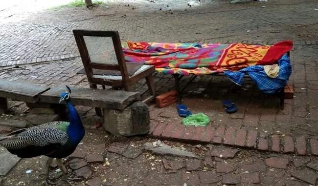BHU परिसर में चाय विक्रेता की हत्या, शव के पास कई घंटो तक बैठा रहा मोर