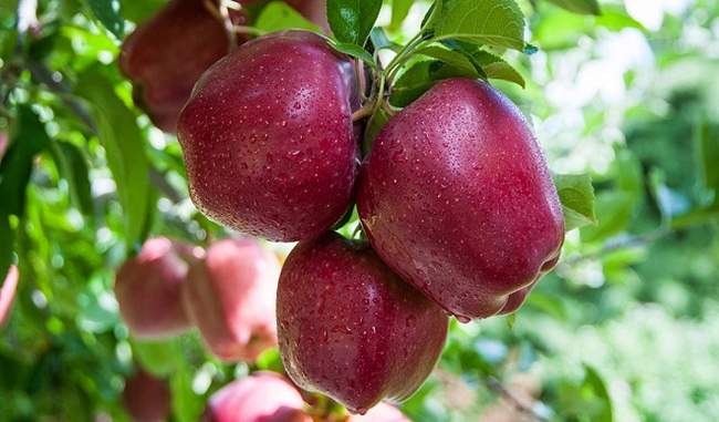 terrorists-threaten-apple-growers-modi-government-brought-apple-scheme-for-j-k-farmers