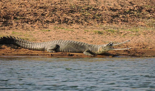 national-chambal-sanctuary-is-the-single-largest-sanctuary-of-alligators